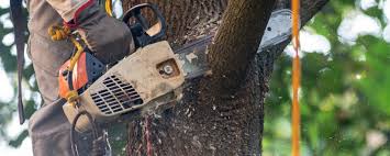 Best Commercial Tree Services  in Pretty Bayou, FL