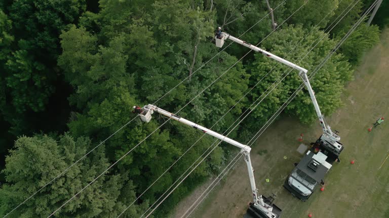 Tree and Shrub Care in Pretty Bayou, FL