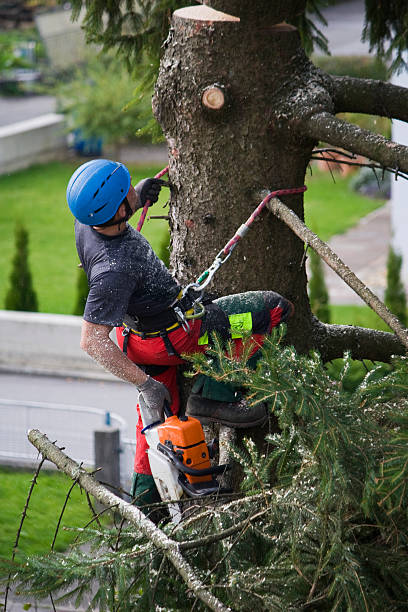 Best Root Management and Removal  in Pretty Bayou, FL